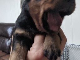brody 3